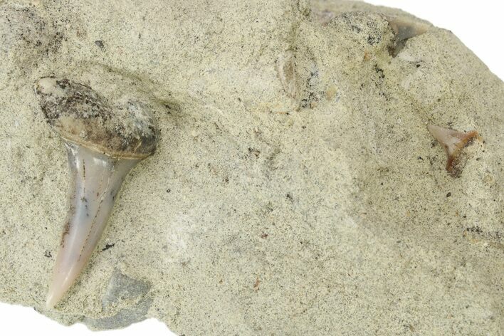 Shark Tooth (Carcharodon) Fossil on Sandstone - Bakersfield, CA #238328